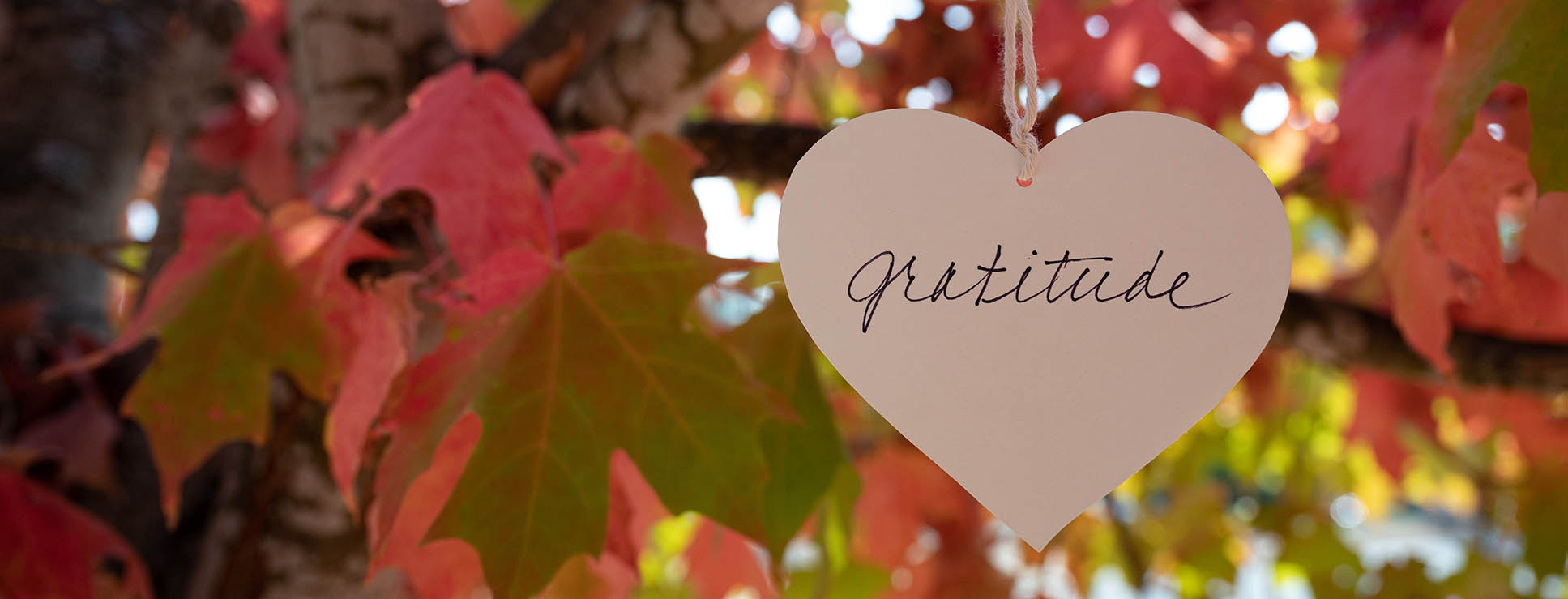 Gratitude Heart in Fall Tree Leaves